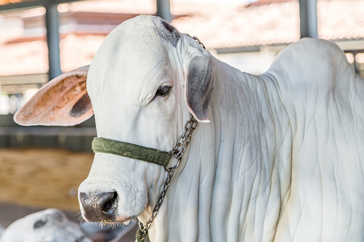 Expozebu: Uberaba, a capital mundial do Zebu, em festa!